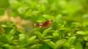20120124_red_ruby2.JPG