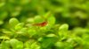 20120114_red_ruby.JPG