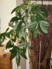 Baum 1..JPG