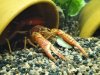Crab_3.jpg Crab_3.jpg