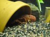 Crab_2.jpg Crab_2.jpg