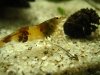 hummel_new2.jpg hummel_new2.jpg