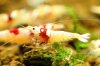 redbee-mosura-1.jpg redbee-mosura-1.jpg