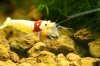 redbee-mosura-7v.jpg redbee-mosura-7v.jpg