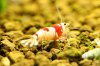 redbee-mosura-8v.jpg redbee-mosura-8v.jpg