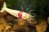 redbee-mosura-11s.jpg redbee-mosura-11s.jpg