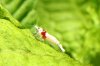 redbee-mosura-15.jpg