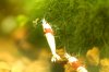 redbee-mosura-17.jpg