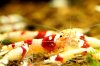 redbee-mosura-gruppe.jpg