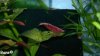 comp_2012-03-19-1379.jpg