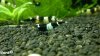 comp_2012-03-28-1476.jpg