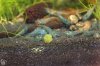 Blue Pearl Gruppe.jpg Blue Pearl Gruppe.jpg