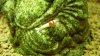 Spotted Head 1.JPG
