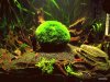aquarium.JPG