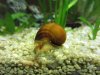 schnecke2verkleinert.jpg