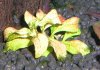 Ludwigia 1.7.jpg Ludwigia 1.7.jpg