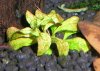 Ludwigia 20.6.jpg Ludwigia 20.6.jpg