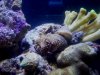 Anemone3800.jpg