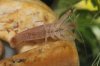atyagabonensis2.jpg atyagabonensis2.jpg