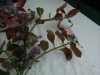 IMG_20120805_123722-1.jpg