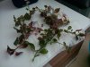 IMG_20120805_123702-1.jpg