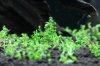 Aquarienregal7.jpg Aquarienregal7.jpg