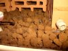 Cherax destruktor destruktorYabbyMinis.jpg Cherax destruktor destruktorYabbyMinis.jpg