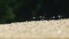 DSC03035.1.jpg