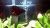 Betta.jpg Betta.jpg