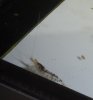 Tigergarnele 0006.jpg