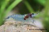 blue-rili-7.jpg blue-rili-7.jpg