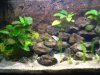 Aquarium1.jpg Aquarium1.jpg