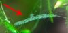 substanz-an-pflanze_MG_6611zoom.jpg