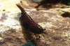 xxxtom2012_950_633.jpg