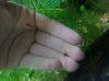 Hand06.jpg