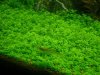 Hemianthus_callitrichoides.jpg Hemianthus_callitrichoides.jpg