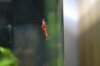 DSC_0069-g.jpg