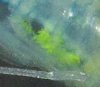 bluejelly2.jpg bluejelly2.jpg