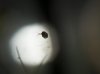 daphnia2_klein.jpg