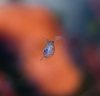 daphnia3_klein.jpg