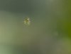 daphnia1_klein.jpg