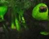 Black Bee Babys 1 026.JPG