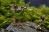P4062486_950_4.jpg