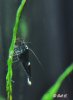 Taiwaner Aufzuchtsbecken 078.JPG
