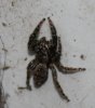 spinne.jpg