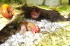 K640_Schnecks003.JPG K640_Schnecks003.JPG