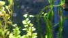 DSC_0295a.jpg
