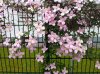 clematis_rosa01.jpg clematis_rosa01.jpg