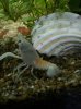 Procambarus clarkii white.jpg Procambarus clarkii white.jpg