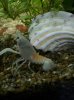 Procambarus clarkii white.jpg